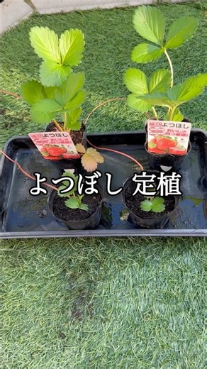 【買ったいちご苗】よつぼし｜プランターに植え付け🍓
