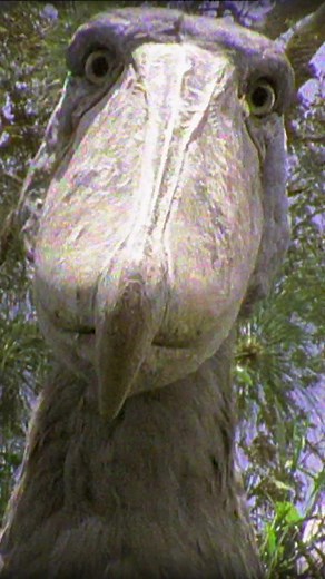 This is what shoebills eat for snacks#fyp#nature#wildlife#shoebill#snacktime