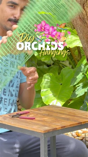Diy Orchid Hanging Idea #orchids #Diy
