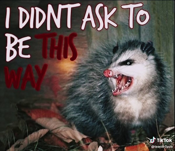 Interesting…. #possums #real #fyp | Possum Videos