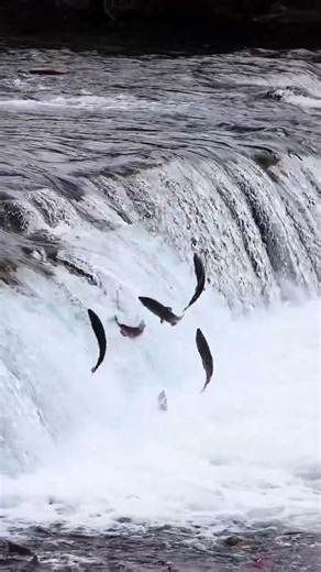 Leaping Salmon in Alaska