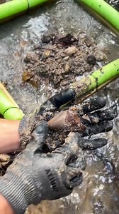#incredible #history #shark #paleontology #dinosaur #dino #trex #archeology #creek #river #treasure #treasurehunting | The Golden Hour