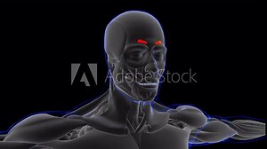Corrugator Supercilii Muscle Anatomy For Medical Concept Looapable 3D Illustration