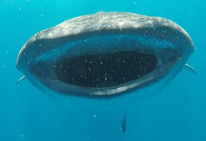 11K views · 163 reactions | this epic video was shot during our...