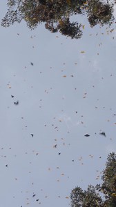 Just incredible to see this many butterflies 🥹🌿🦋 Mexico is a resting place for the migration of Monarch butterflies, one of nature's most important pollinators. Reforestation will protect these critical biodiversity habitats🌲🦋 Monarch butterflies are one of nature's most important pollinators. Today, they're increasingly under threat due to factors ranging from deforestation to pesticide use and climate change impacts. Losing them would not just be a singular loss of a beautiful species, bu