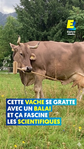 Explore Media on Instagram: "Pourquoi cette vache qui se gratte fascine autant les scientifiques ? 🐮 Veronika, une vache autrichienne de 13 ans, a surpris le monde de la science en utilisant un balai-brosse pour se gratter. Si cela peut sembler anecdotique, c'est en réalité une première : jamais un bovin n'avait été observé maniant un outil avec une telle dextérité. Les chercheurs Alice Auersperg et Antonio Osuna Mascaro, spécialistes de la cognition animale à l’université de Vienne, ont démont