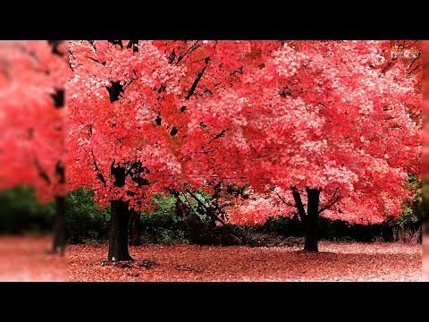 Beautiful Autumn Forest - Beautifull Fall Leaf Colors