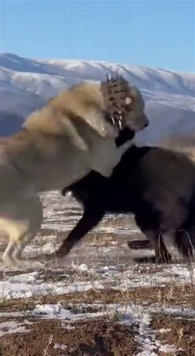 Giant Alabai vs Black Wolf! Who Wins the Standoff?