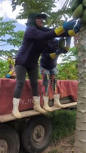 papaya picking process #shorts