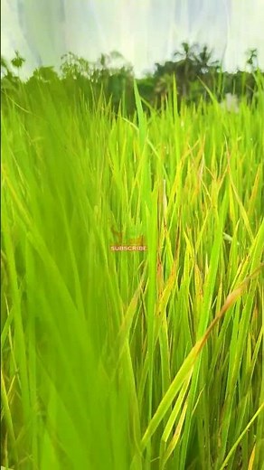 වී වගාවේ මේ දවස් වල ගොයම කහ වෙලා ද? හේතුව මේකද...?