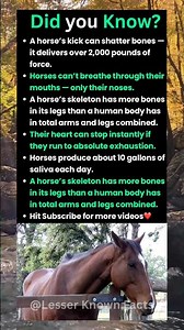 Did you know facts about Horses🐴