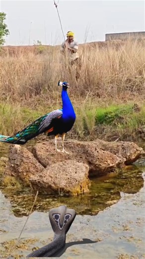Snake Moving Toward Peacock 😱 | Real Wildlife Moment #shorts #shortsfeed #viralvideo