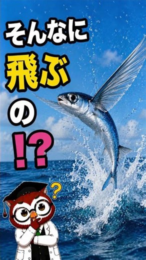 【The 400m Flying Fish!】Flying fish can actually glide for nearly 400 meters.