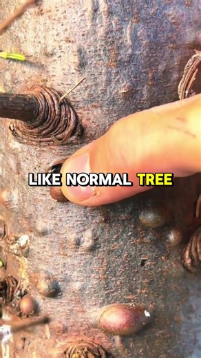 This tree sap makes fire? #interesting #viral #trees #nature #earth