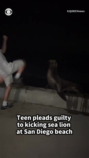 The U.S. Attorney's Office for the Southern District of California released video on Friday showing Tyler Muehl kicking a sea lion last month at La Jolla Cove in San Diego. The 18-year-old pleaded guilty to the act and faces a maximum penalty of one year in prison and a $100,000 fine.