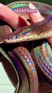 “Don't Be Confused! 5 Common Snake Species That Can Kill People In 1 Minute