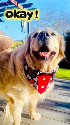 One more check… just in case 😅 #pets #cute #shorts #dogshorts #petlovers #funnydogs #doglife #dog