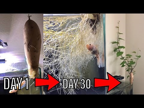 Month 1: Sweet Potato Fish Tank | Day 1 to Day 30 (Progress)