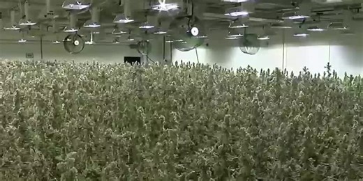 Marijuana facility prepares for recreational rollout: A look inside