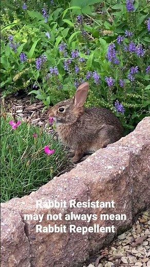 Rabbit Resistant and Rabbit Repellent Plants