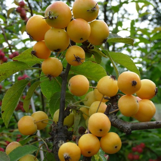 25  Seeds | Golden Hornet Crabapple, Ornamental Flowering Tree Seeds for Planting, Pollinator Friendly Garden Fruit Tree - Etsy