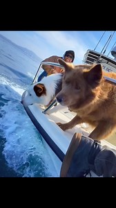 Till I reach the seas 🐬 🐕 | Stick Figure