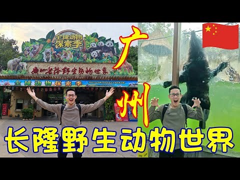 Vlog | Guangzhou Chimelong Safari Park Complete Guide | Miniature Train Tour | White Tiger Diving...