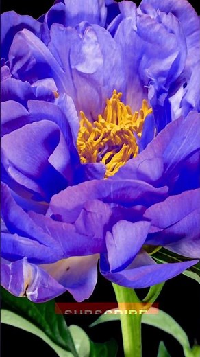 Purple Rose Blooming in Time Lapse | Magical Flower Transformation