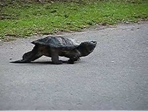 Top Speed Turtle
