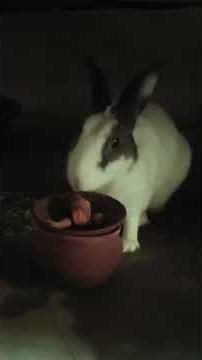 jumping jack eating eating 😛😝🐰🐰🐰🐰