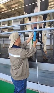 [Hot Item] Cow Breast Treatment Device Mastitis Treatment Acoustic Pulse Technique