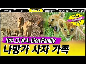 Lion Family - Wildlife in Serengeti EP01, #04, 나망가 사자 가족