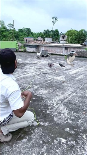 Easy Way To Catch Pigeons😱|| How to catch pigeons, #pigeon #pigeonnet #pigeontrap #pets 😱