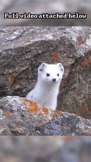 I spotted the cutest thing on the planet in the mountains of Kyrgyzstan #cute #kyrgyzstan #travel