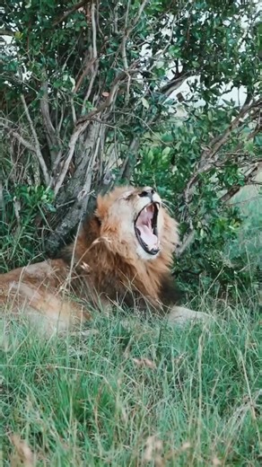 Котик из национального парка Масаи-Мара. Кстати, у льва 30 зубов, но пищу он не жуёт, а заглатывает крупными кусками 🦁 #лев #кошка #животные #кот