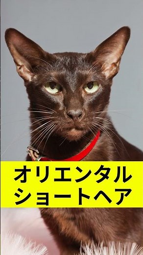 猫の顔タイプ診断｜あなたの猫はどの猫種の系統？