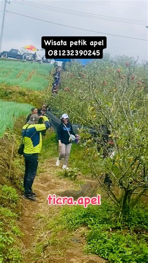tiara.apel on Instagram: "Bisa makan apel sepuasnya #apelmalang #petikapel #petikapelmalang #petikapelbatu #petikapelbatumalang"