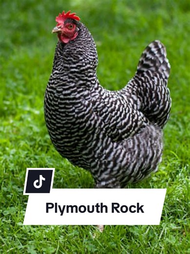 Plymouth Rock Chickens: The Ultimate Backyard Boss