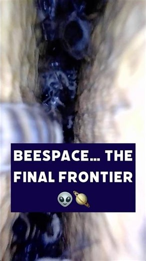 Beespace: The Final Frontier 🐝