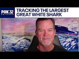 OCEARCH founder Chris Fischer on tracking the largest great white shark off the East Coast | Chicago