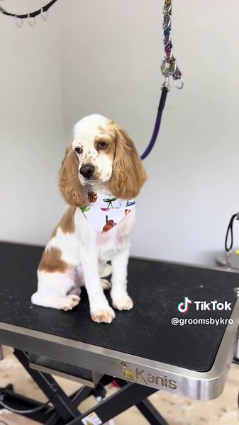 Churro's First Summer Haircut Transformation