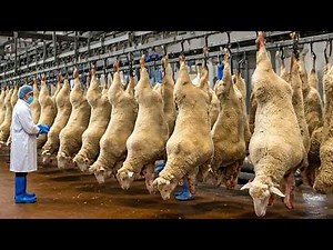 How Farmers in America Raise, Milk, and Process Million of Sheep Each Year That You Never Knew