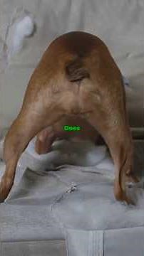 Destructive Dog? Watch To Fix It! #dogownertips #dogbehaviorproblems #doglife