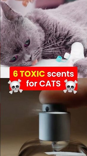 ☠️ TOXIC scents for cats