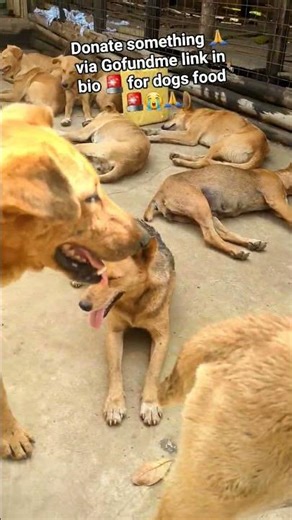 Help‪@dianalr7001‬ #bestfeed #mypet #pets #animal #adoptstrays #support #animaladoption