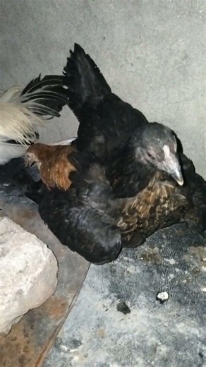 DID you see how hen save her chicks?? || HENS CHICKS 2026