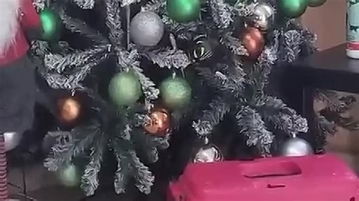 Видео Animals 🐾 | OK.RU