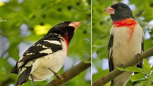 Watch for spring bird surprises