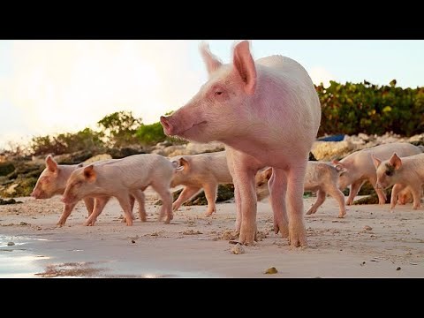 These Wild Pigs Are a Boost for Tourism in the Bahamas (4K)