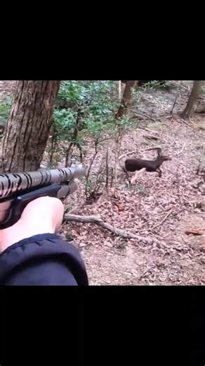 Hunting white tailed deer in close range #hunting #deer#moose#chasse